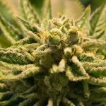 La legalización de la marihuana terapéutica